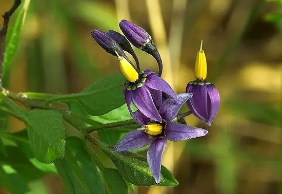 Solanum dulcamara (1 de 3)