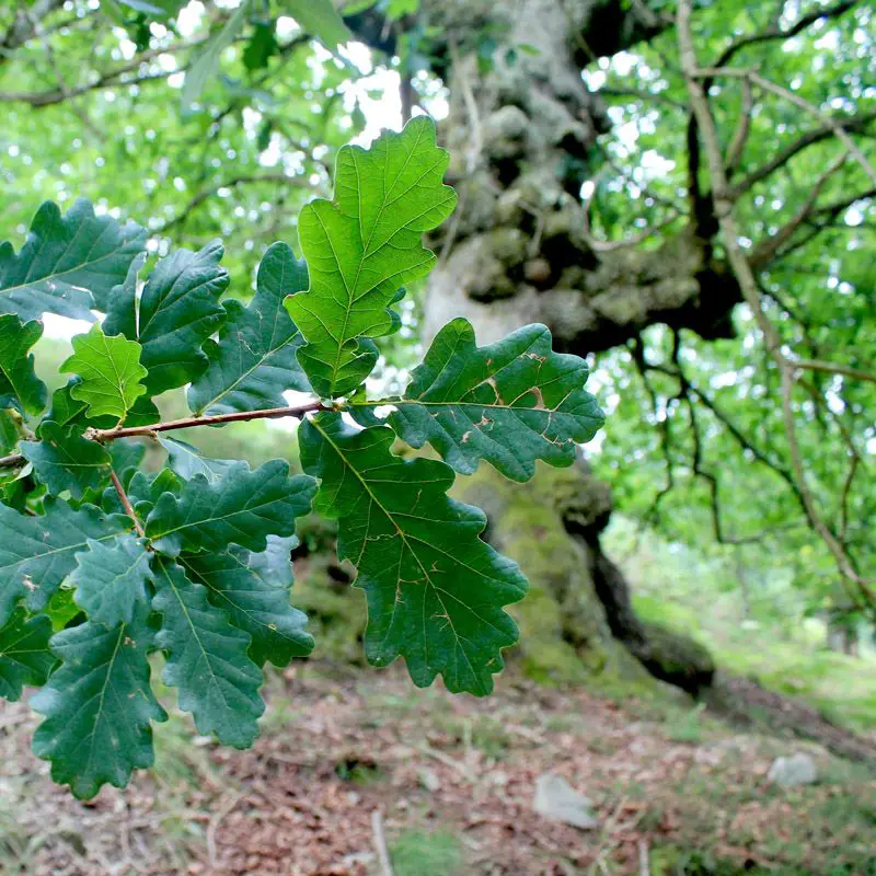 Quercus robur (1 de 2) - 29123