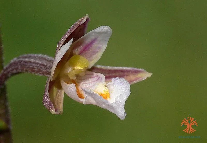 Epipactis palustris