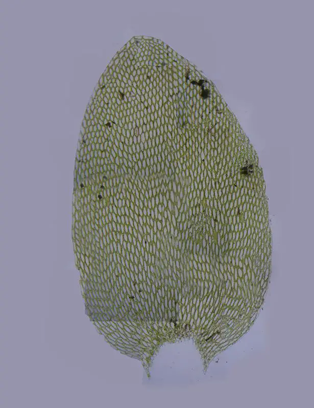 Hookeria lucens <small>(3 de 3)</small>