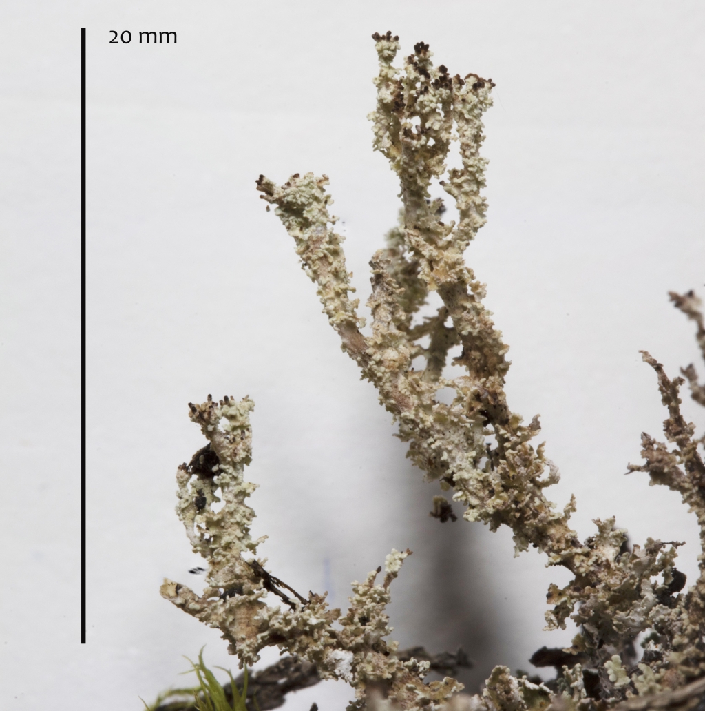 Cladonia squamosa  Hoffm. (1 de 6)