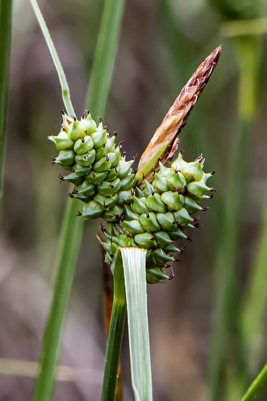 Carex extensa (3 de 3) © Ignacio Fernández Villar