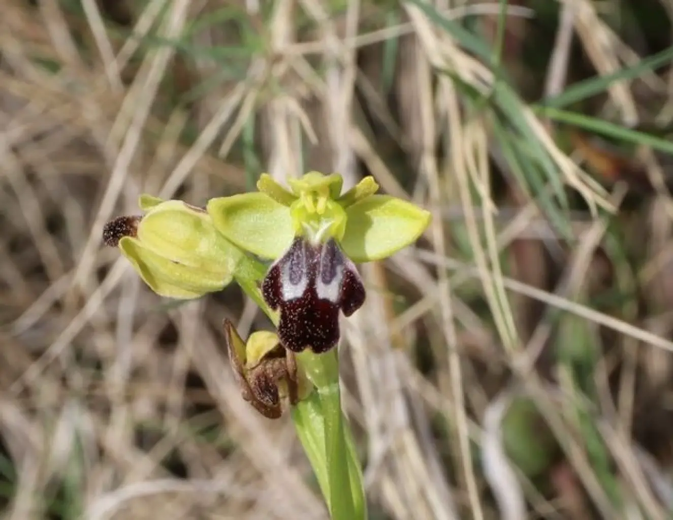 Ophrys fusca? Variedad?