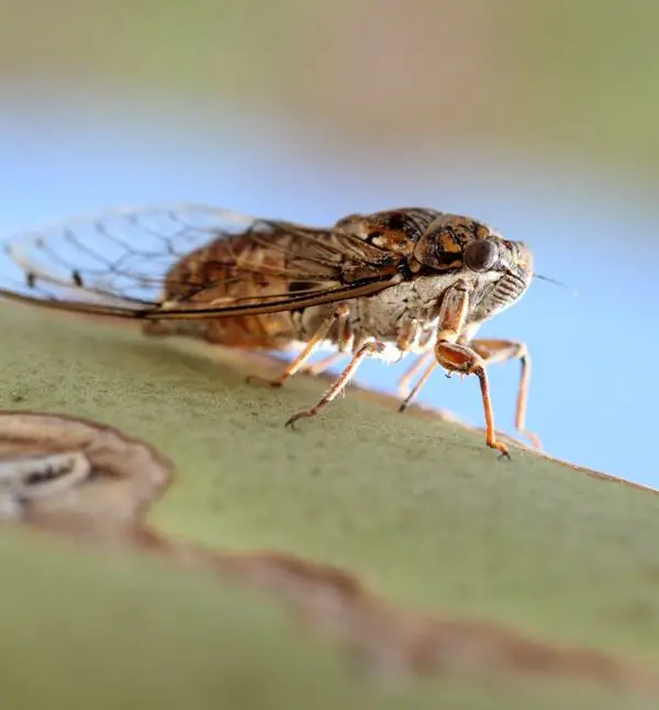 Cicada barbara <small>(1 de 2)</small>