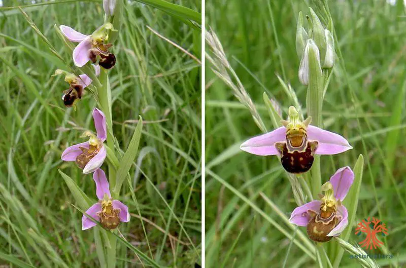 Ophrys apifera <small>(1 de 3)</small>