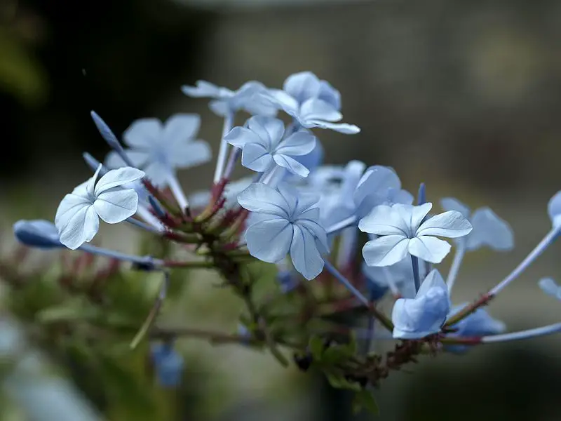 Plantas con flores de color azul