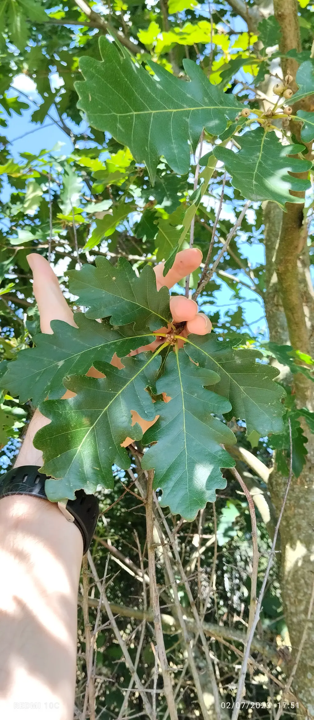 Quercus x rosacea (1 de 2)