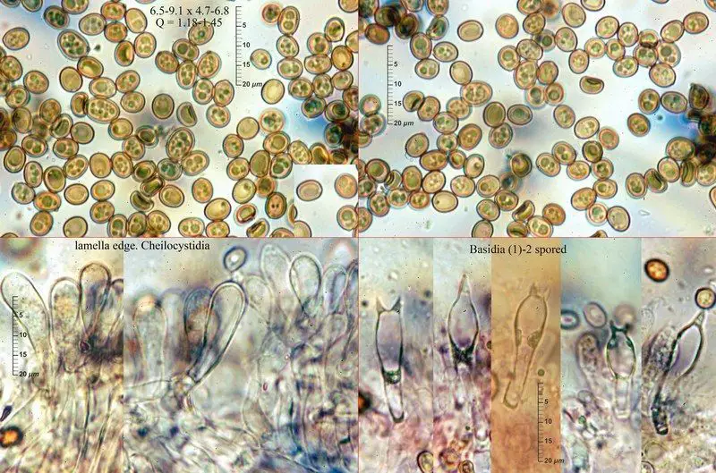 Agaricus bisporus (J. E. Lange) Imbach <small>(2 de 3)</small>