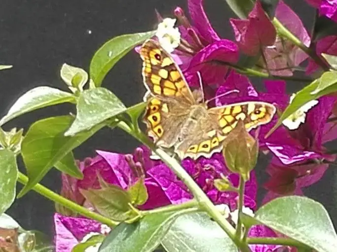 mariposa Pararge aegeria de Argentona (Barcelona)