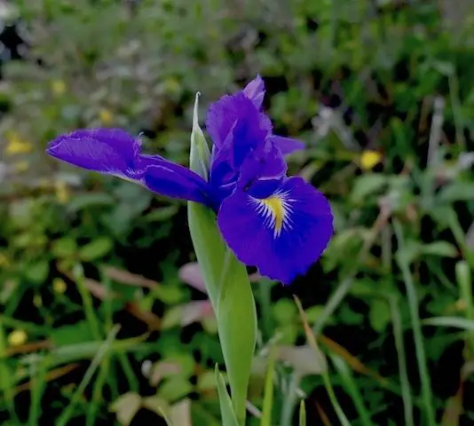 Iris latifolia - lirio azul (1 de 2)