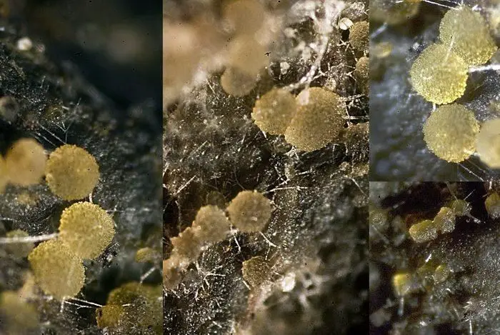 Thelebolus microsporus (Berk. & Broome) Kimbr. <small>(1 de 2)</small>