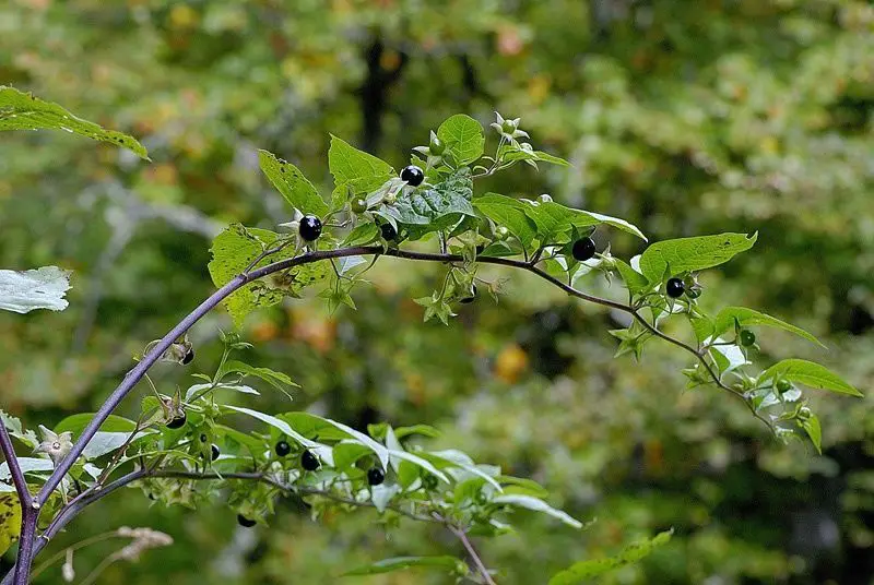Atropa belladona <small>(1 de 3)</small>