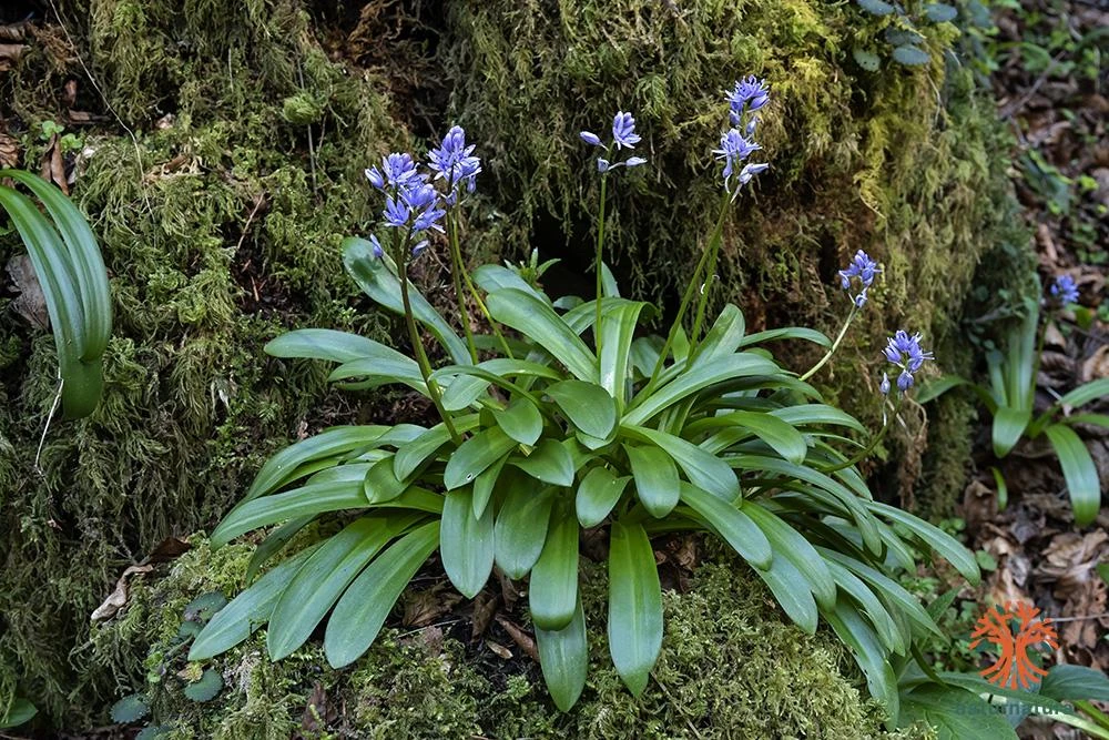 Scilla lilio-hyacinthus, Jacinto estrellado