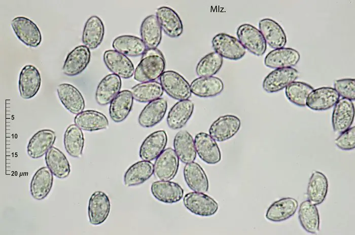 Melanoleuca cognata (Fr.) Konrad & Maubl. <small>(2 de 3)</small>