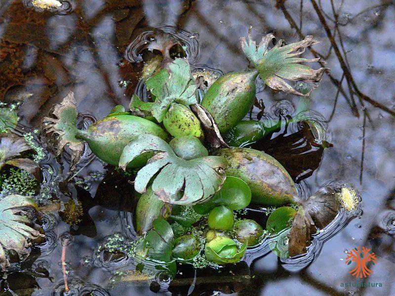 Jacinto de agua. Eichhornia crassipes (Mart.) Solms