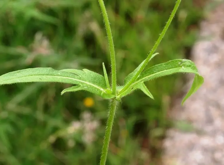 Knautia arvensis <small>(3 de 3)</small>