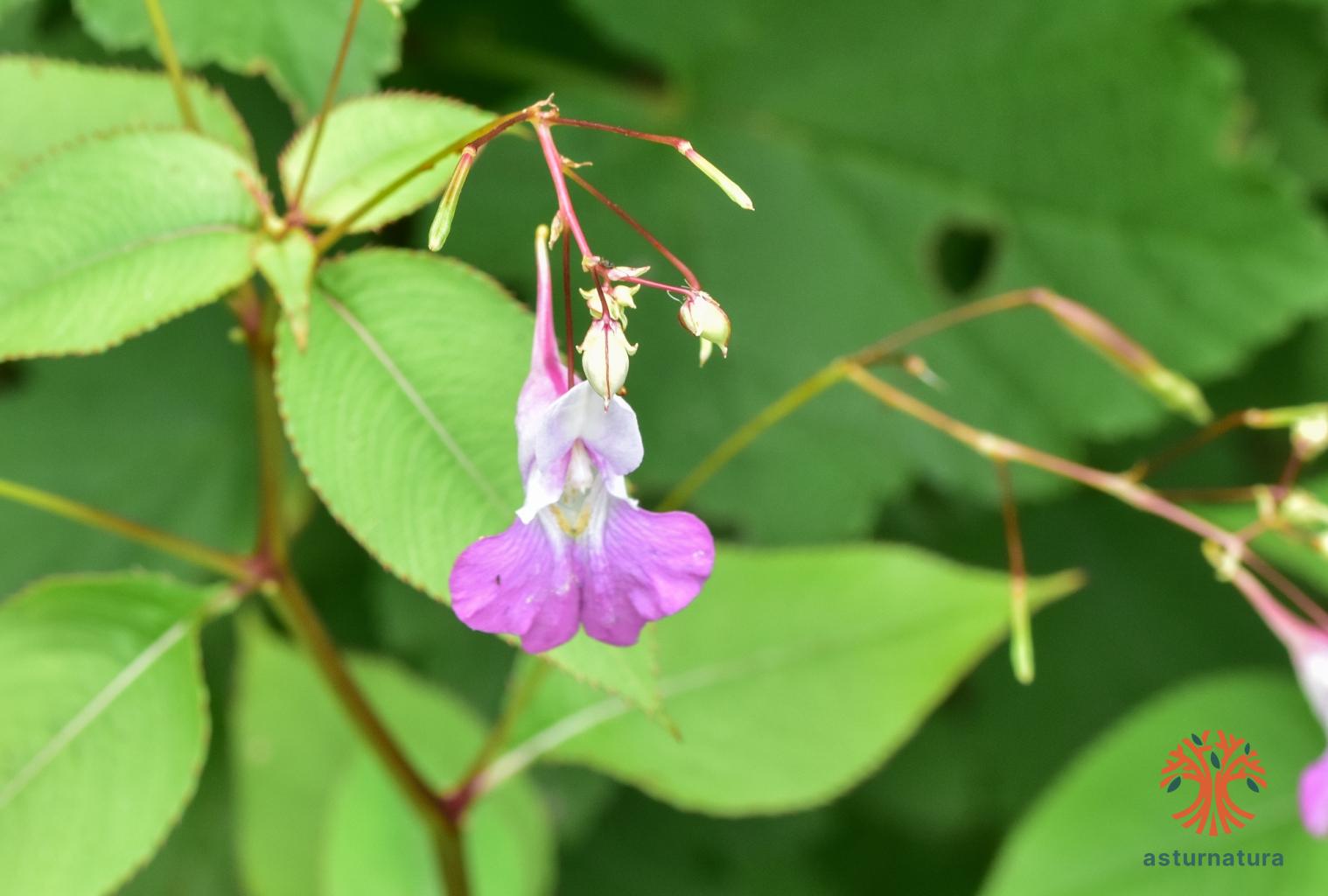 Impatiens walleriana Hook.f. — Herbário