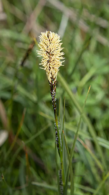 Carex flacca Schreb (1 de 3)