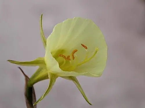 amaryllidaceae