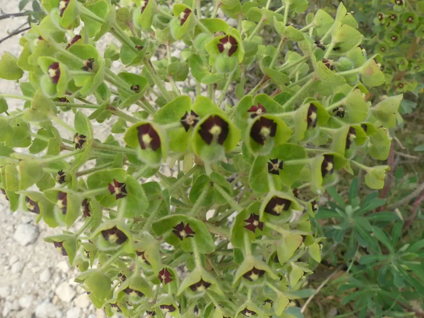 Euphorbia characias (1 de 2)