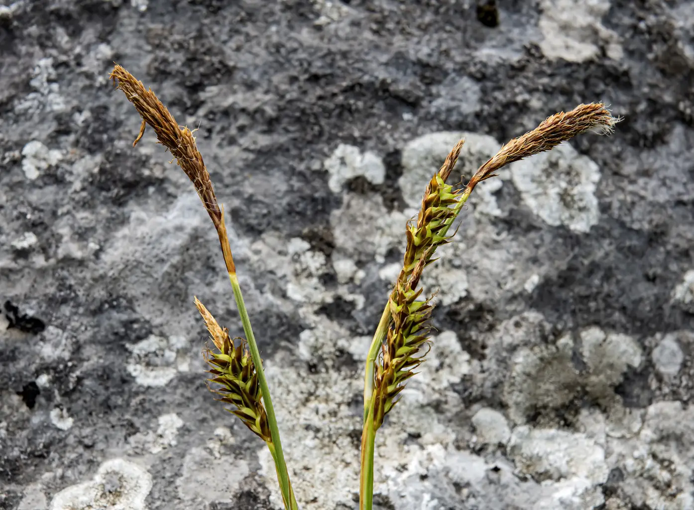 Carex brevicollis <small>(2 de 3)</small>