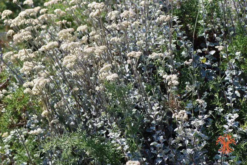 Helichrysum petiolare (1 de 3)