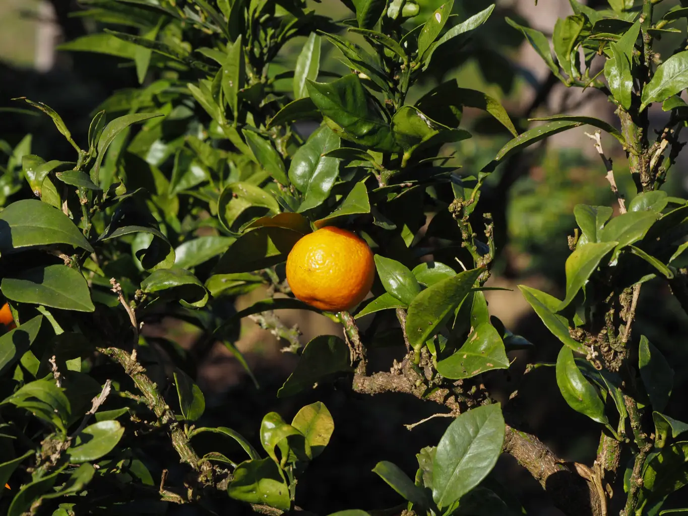 Citrus aurantium 'Macrophylla'