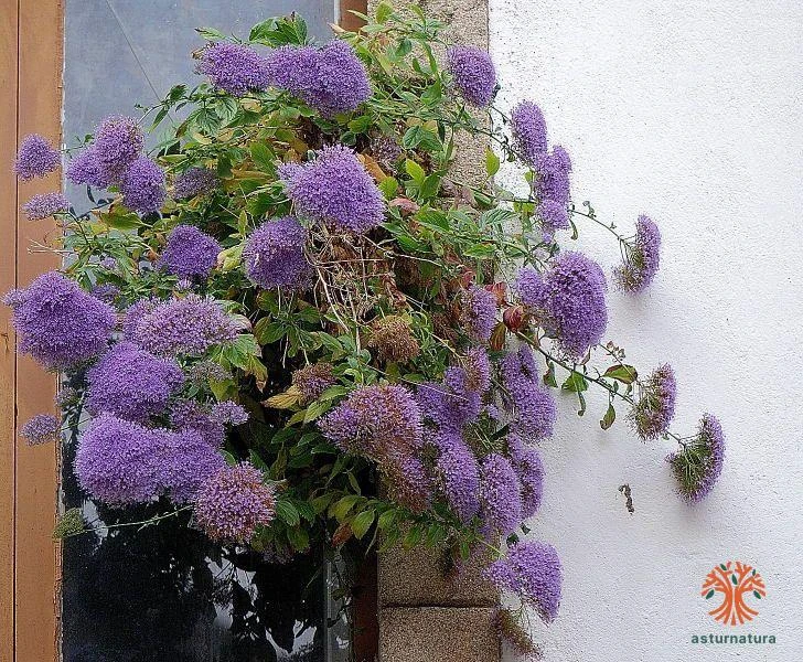 Trachelium caeruleum, Alfileres
