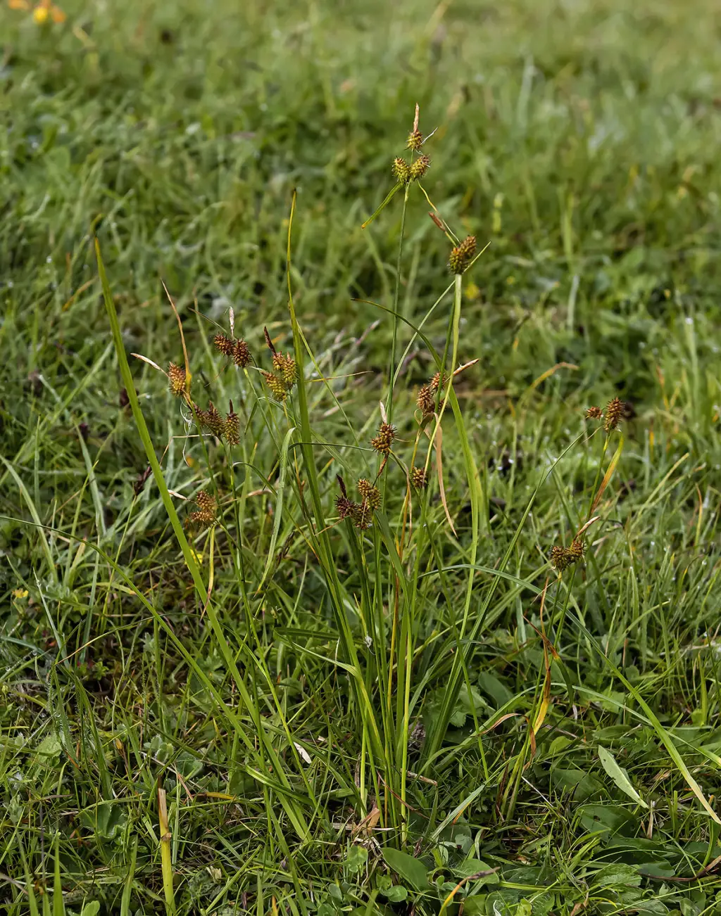 Carex lepidocarpa <small>(1 de 2)</small>