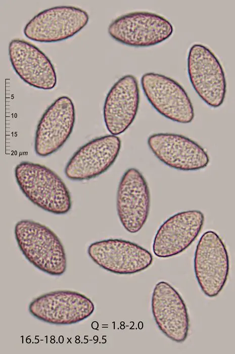 Ascobolus hawaiiensis Brumm. <small>(2 de 3)</small>