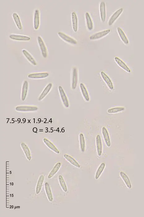 Calycellina indumenticola Graddon <small>(2 de 3)</small>