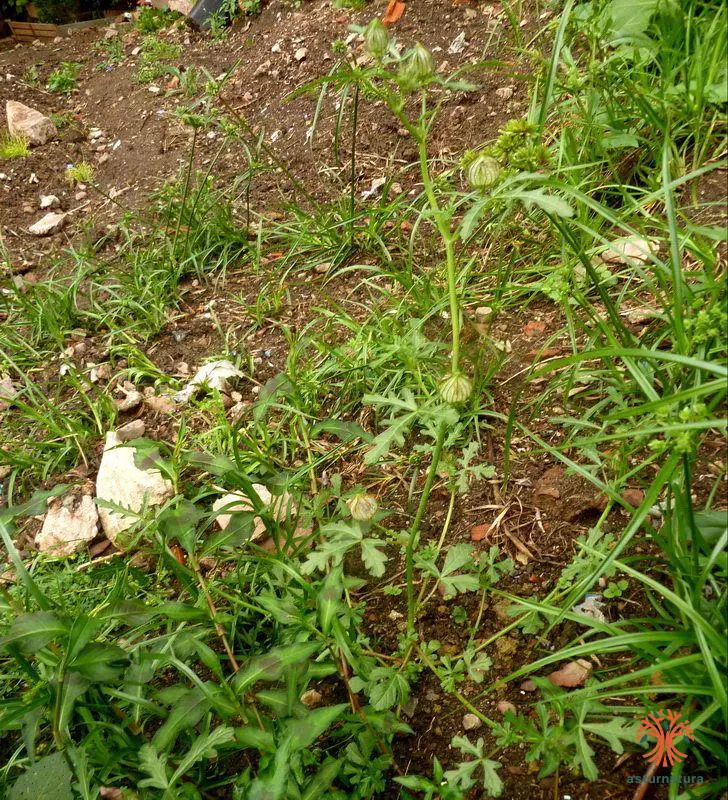 Hibiscus trionum <small>(1 de 3)</small>