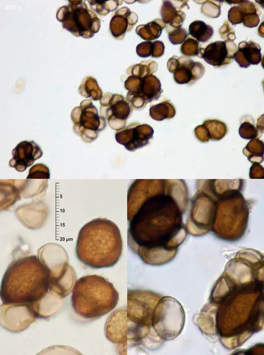 Urocystis floccosa (Wallr.) D.M. Hend. <small>(3 de 3)</small>
