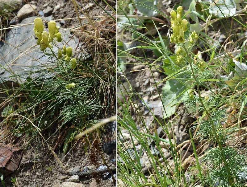 Aconitum anthora <small>(3 de 3)</small>