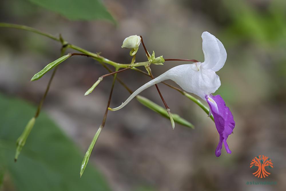 Impatiens walleriana Hook.f. — Herbário