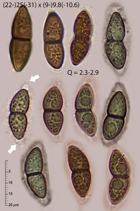 Seynesia nobilis (Welw. & Curr.) Sacc. <small>(2 de 3)</small>
