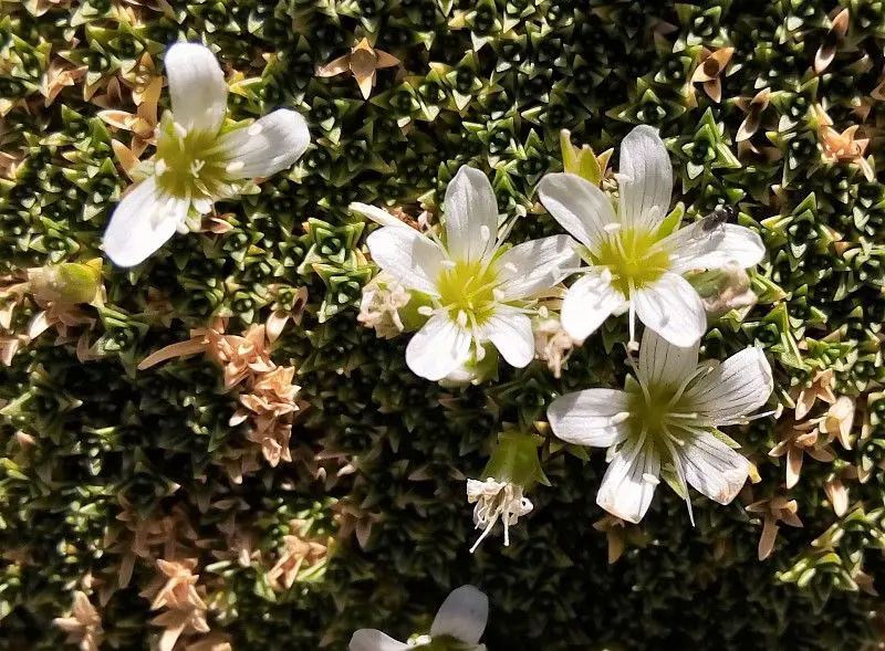 Lista de Plantas con flores de color blanco