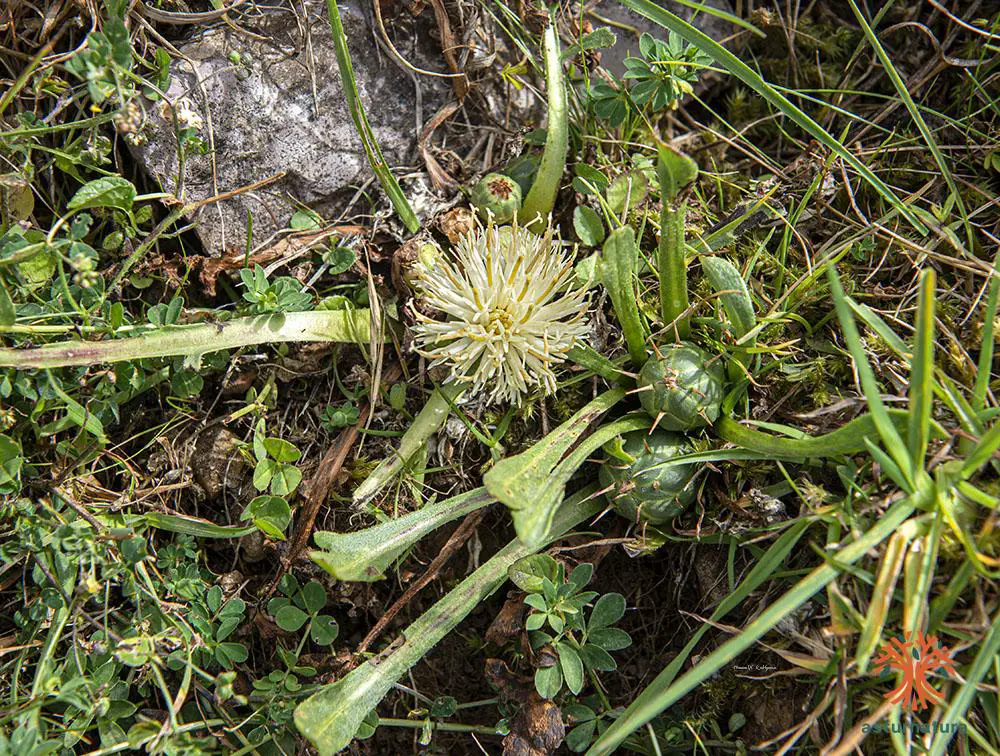 Centaurea lagascana (1 de 3)
