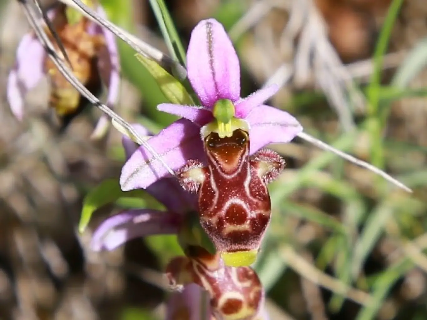 Ophrys scolopax (1 de 2)