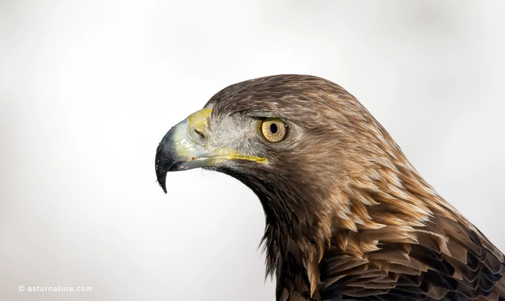 Águila real (Aquila chrysaetos) (5 de 5)