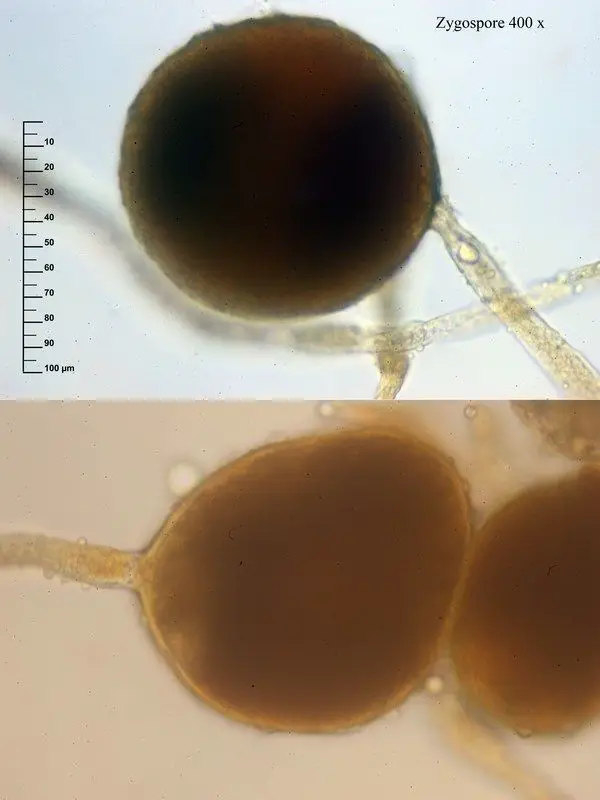 Glomus macrocarpum Tul. & C. Tul. <small>(1 de 3)</small>