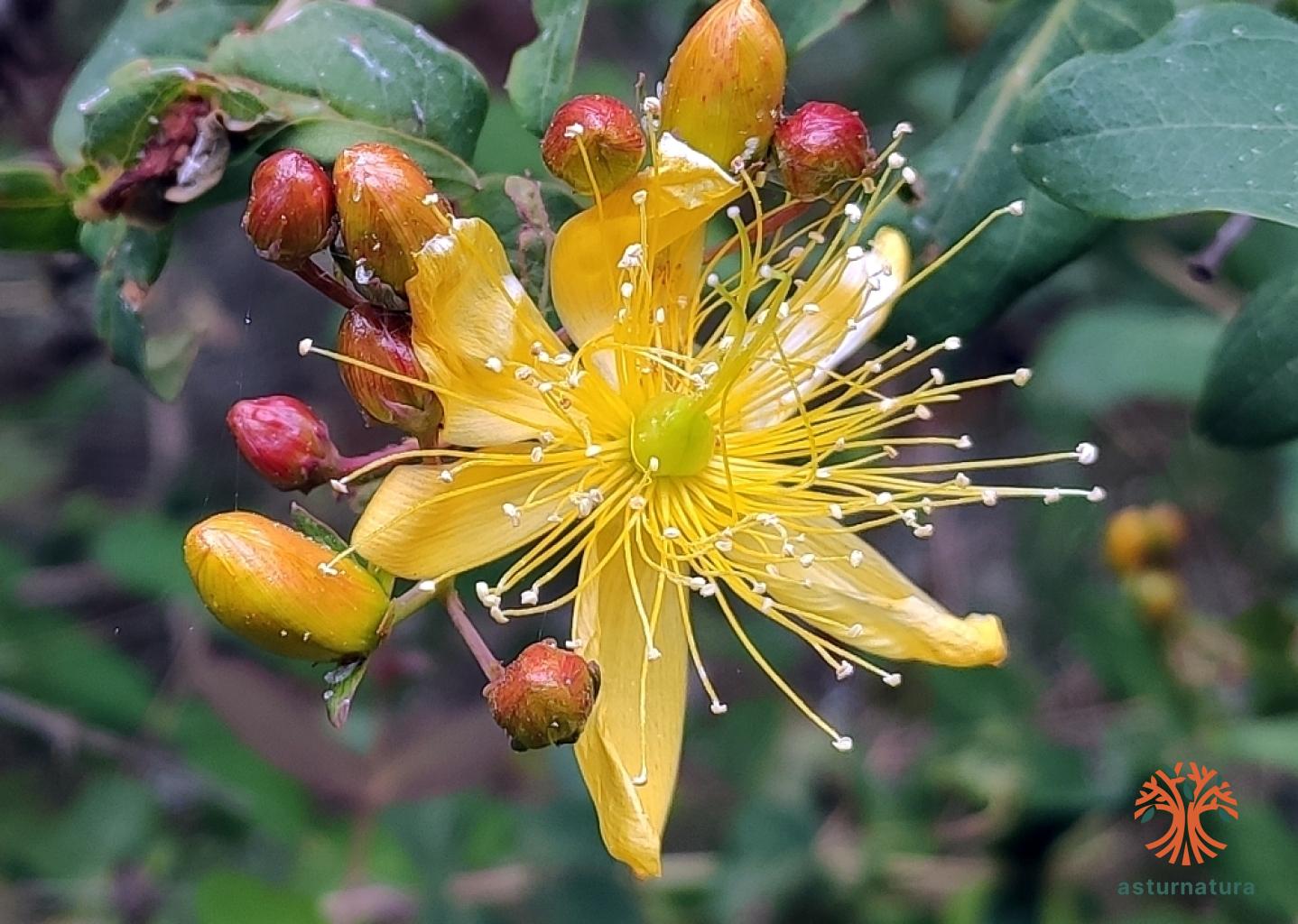 Hypericum grandifolium (1 de 4)