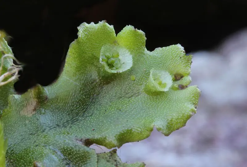 Marchantia polymorpha <small>(1 de 3)</small>