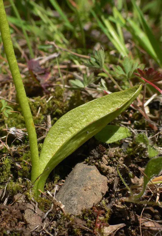 Ophioglossum azoricum <small>(2 de 3)</small>
