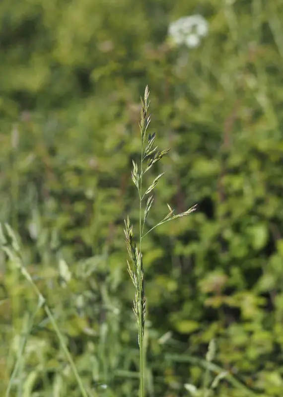 Festuca arundinacea <small>(1 de 3)</small>