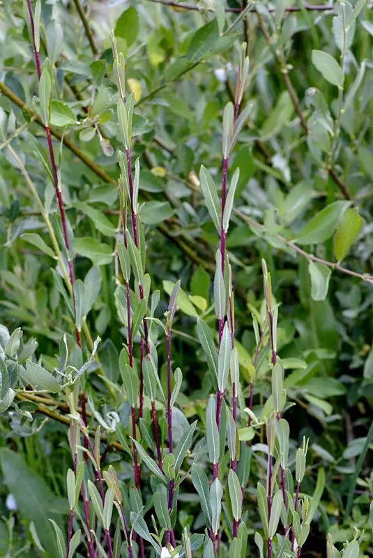 71. Salici purpureae-Populetea nigrae