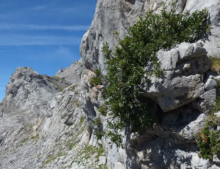 Rhamnus alpina <small>(1 de 2)</small>