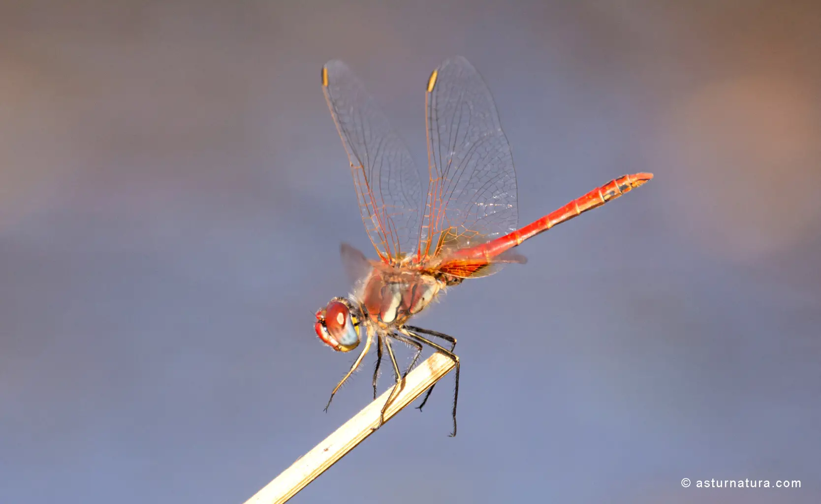 Sympetrum fonscolombii <small>(1 de 2)</small>