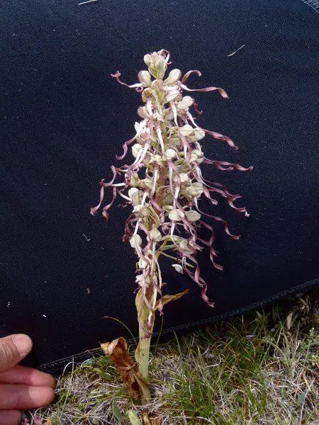Himantoglossum hircinum (1 de 2)