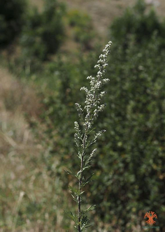 Artemisia vulgaris, Artemisa